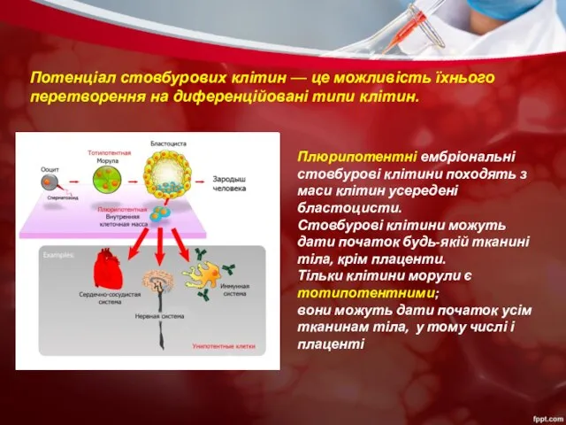 Плюрипотентні ембріональні стовбурові клітини походять з маси клітин усередені бластоцисти. Стовбурові