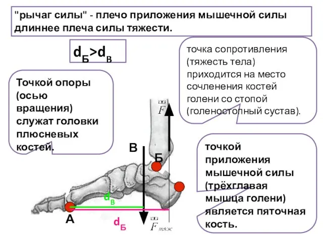 А В Б dБ dB "рычаг силы" - плечо приложения мышечной