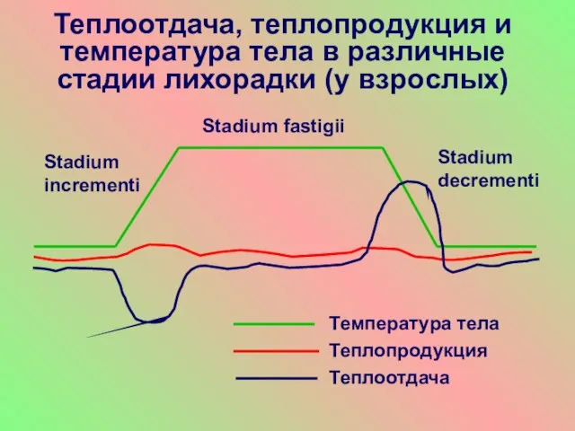 Теплоотдача, теплопродукция и температура тела в различные стадии лихорадки (у взрослых)