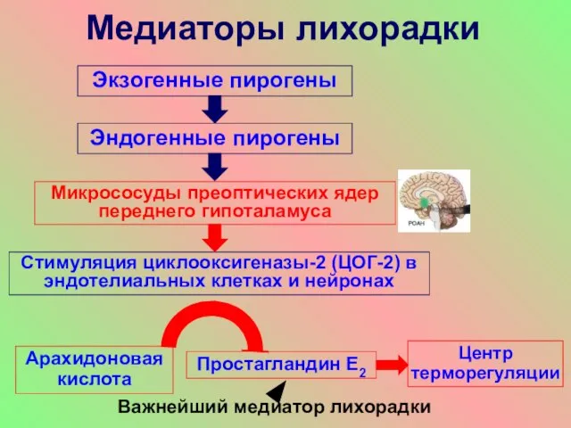 Медиаторы лихорадки Микрососуды преоптических ядер переднего гипоталамуса Стимуляция циклооксигеназы-2 (ЦОГ-2) в