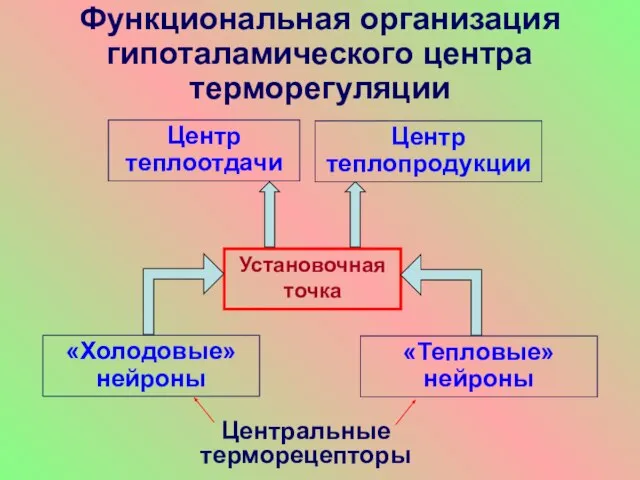 Функциональная организация гипоталамического центра терморегуляции Установочная точка «Холодовые» нейроны «Тепловые» нейроны