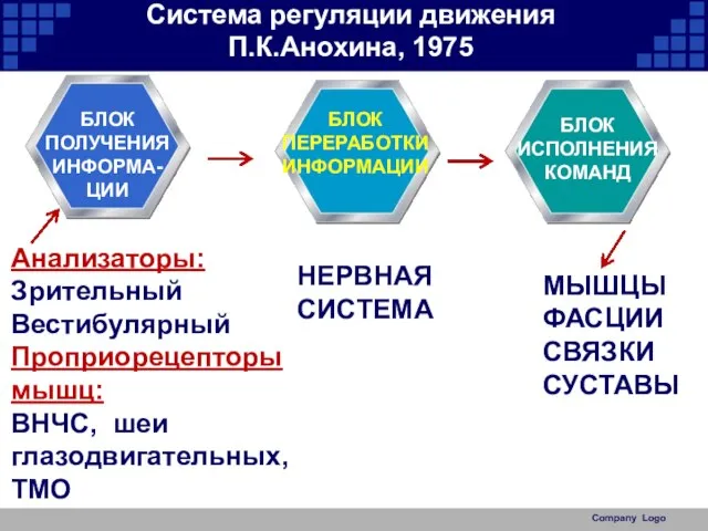 Company Logo Система регуляции движения П.К.Анохина, 1975 БЛОК ПОЛУЧЕНИЯ ИНФОРМА- ЦИИ