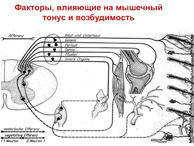 Факторы, влияющие на мышечный тонус и возбудимость