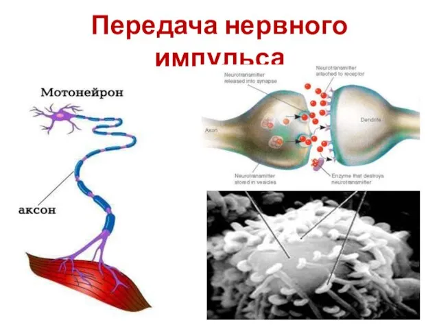 Передача нервного импульса