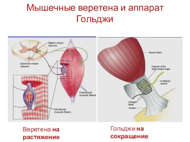 Мышечные веретена и аппарат Гольджи Веретена на растяжение Гольджи на сокращение