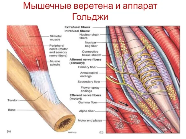 Мышечные веретена и аппарат Гольджи