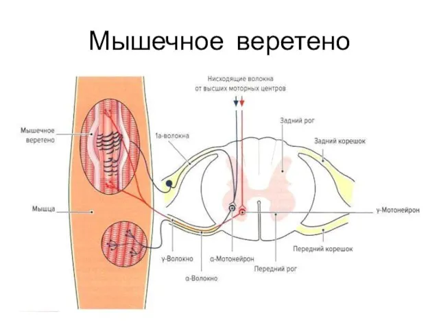 Мышечное веретено