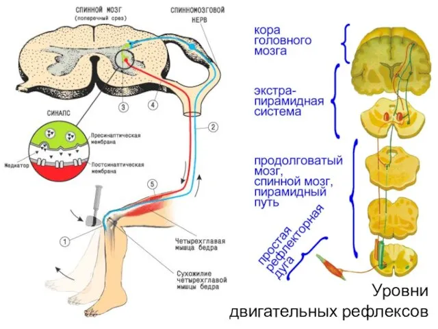 Уровни двигательных рефлексов