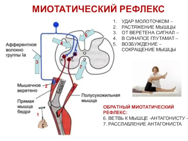 МИОТАТИЧЕСКИЙ РЕФЛЕКС УДАР МОЛОТОЧКОМ – РАСТЯЖЕНИЕ МЫШЦЫ ОТ ВЕРЕТЕНА СИГНАЛ –