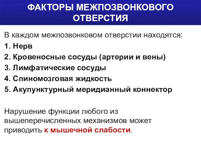 ФАКТОРЫ МЕЖПОЗВОНКОВОГО ОТВЕРСТИЯ В каждом межпозвонковом отверстии находятся: 1. Нерв 2.