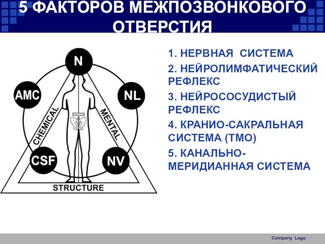 5 ФАКТОРОВ МЕЖПОЗВОНКОВОГО ОТВЕРСТИЯ 1. НЕРВНАЯ СИСТЕМА 2. НЕЙРОЛИМФАТИЧЕСКИЙ РЕФЛЕКС 3.