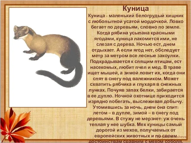 Куница Куница - маленький белогрудый хищник с любопытной усатой мордочкой. Ловко