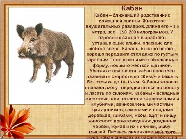 Кабан Кабан – ближайший родственник домашней свиньи. Животное внушительных размеров, длина
