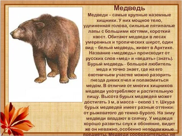 Медведь Медведи – самые крупные наземные хищники. У них мощное тело,