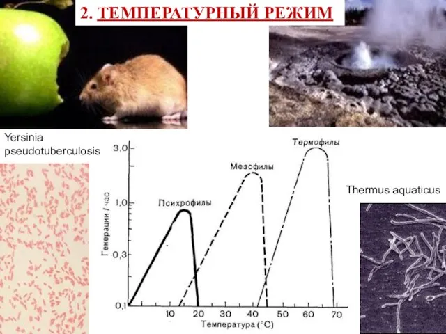 Thermus aquaticus Yersinia pseudotuberculosis 2. ТЕМПЕРАТУРНЫЙ РЕЖИМ