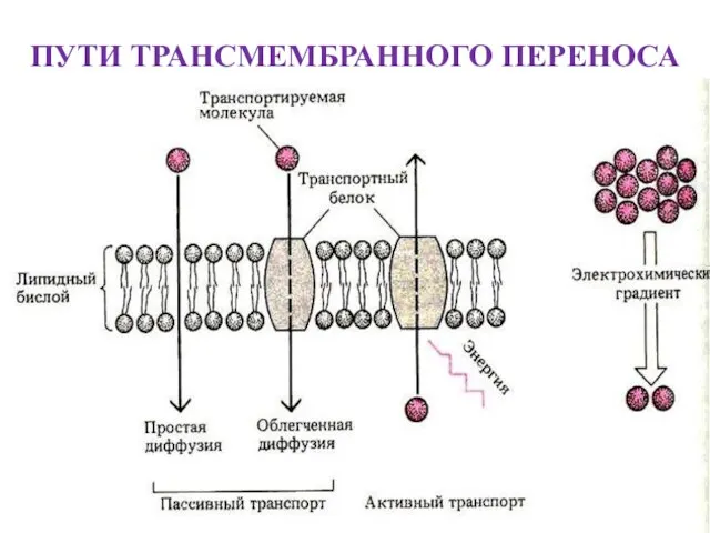 ПУТИ ТРАНСМЕМБРАННОГО ПЕРЕНОСА