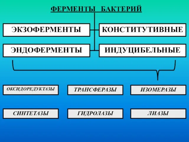 ЭКЗОФЕРМЕНТЫ ЭНДОФЕРМЕНТЫ КОНСТИТУТИВНЫЕ ИНДУЦИБЕЛЬНЫЕ ОКСИДОРЕДУКТАЗЫ ТРАНСФЕРАЗЫ ИЗОМЕРАЗЫ СИНТЕТАЗЫ ГИДРОЛАЗЫ ЛИАЗЫ ФЕРМЕНТЫ БАКТЕРИЙ