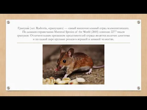 Грызуны́ (лат. Rodentia, «грызущие») — самый многочисленный отряд млекопитающих. По данным