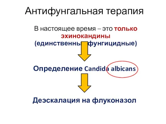 Антифунгальная терапия В настоящее время – это только эхинокандины (единственные фунгицидные)