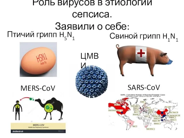 Роль вирусов в этиологии сепсиса. Заявили о себе: Птичий грипп H5N1