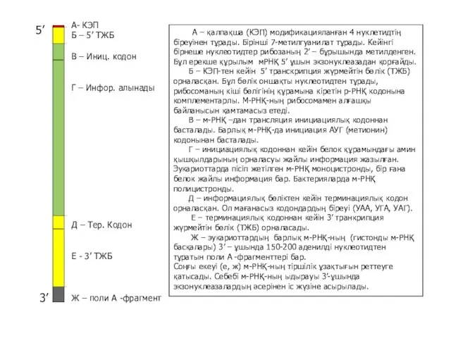 А- КЭП Б – 5’ ТЖБ В – Иниц. кодон Г