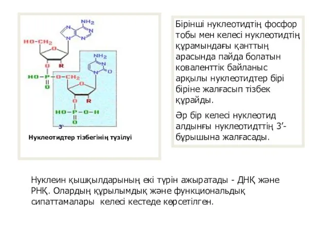 Нуклеотидтер тізбегінің түзілуі Бiрiншi нуклеотидтiң фосфор тобы мен келесi нуклеотидтiң құрамындағы