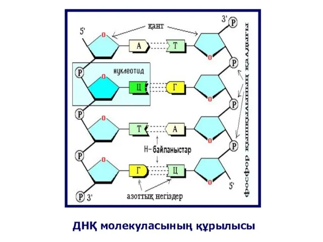 ДНҚ молекуласының құрылысы