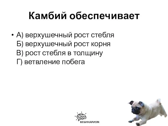 Камбий обеспечивает А) верхушечный рост стебля Б) верхушечный рост корня В)