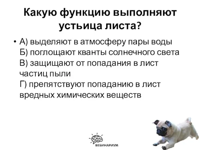 Какую функцию выполняют устьица листа? А) выделяют в атмосферу пары воды