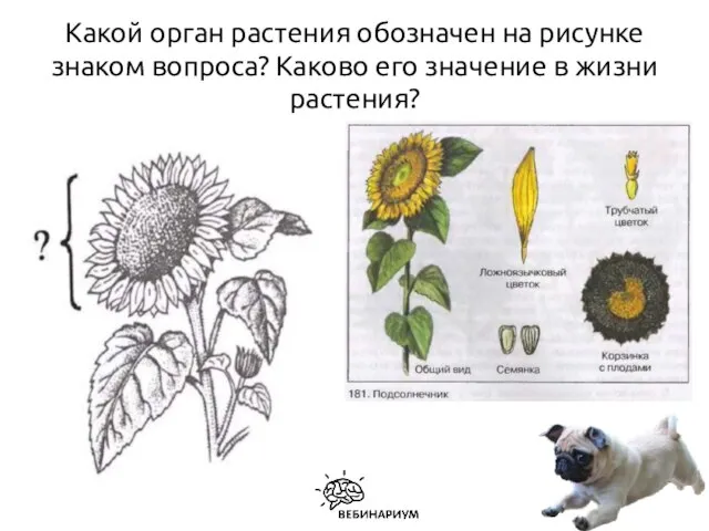 Какой орган растения обозначен на рисунке знаком вопроса? Каково его значение в жизни растения?