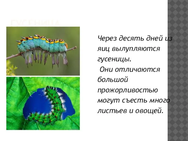 ГУСЕНИЦА Через десять дней из яиц вылупляются гусеницы. Они отличаются большой