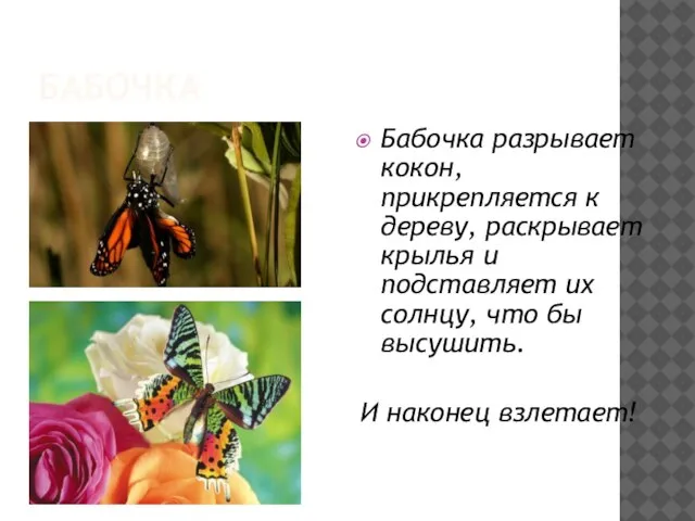 БАБОЧКА Бабочка разрывает кокон, прикрепляется к дереву, раскрывает крылья и подставляет