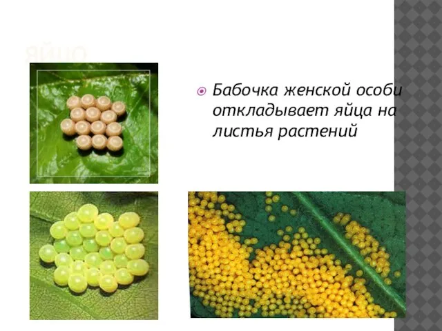 ЯЙЦО Бабочка женской особи откладывает яйца на листья растений