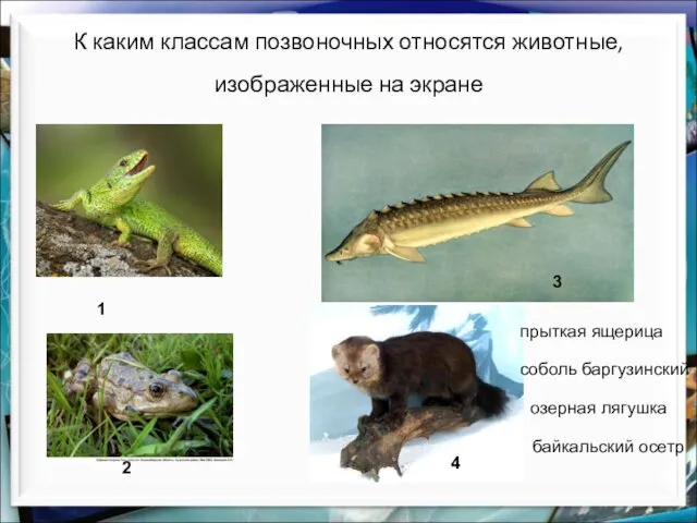 К каким классам позвоночных относятся животные, изображенные на экране озерная лягушка