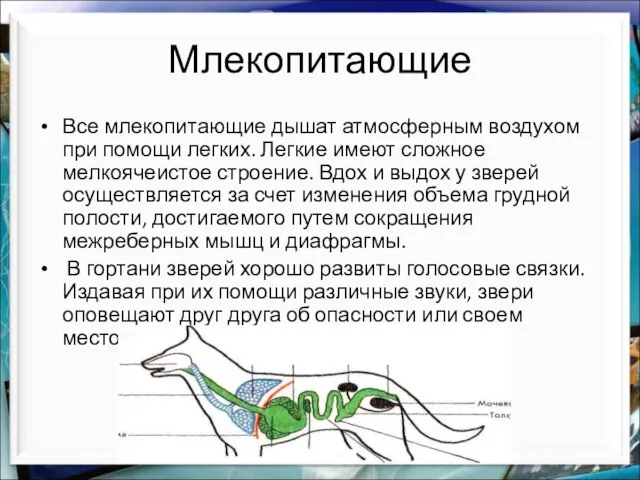 Млекопитающие Все млекопитающие дышат атмосферным воздухом при помощи легких. Легкие имеют