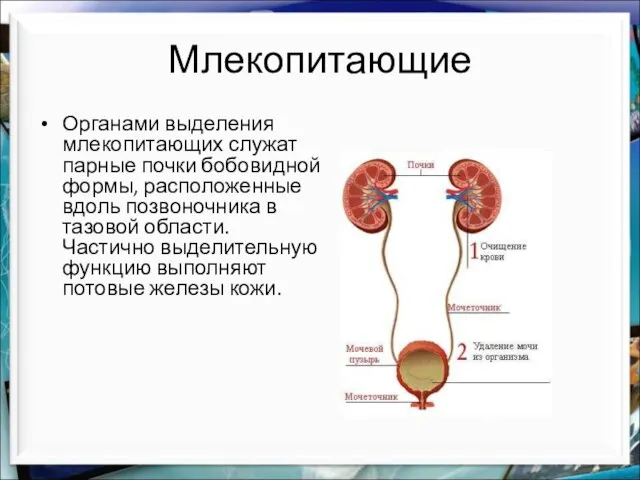 Млекопитающие Органами выделения млекопитающих служат парные почки бобовидной формы, расположенные вдоль