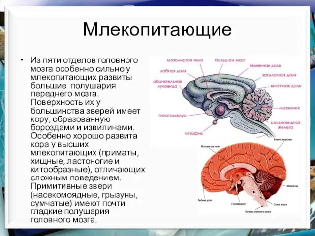 Млекопитающие Из пяти отделов головного мозга особенно сильно у млекопитающих развиты