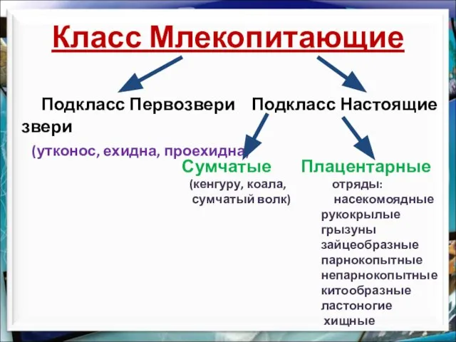 Класс Млекопитающие Подкласс Первозвери Подкласс Настоящие звери (утконос, ехидна, проехидна) Сумчатые