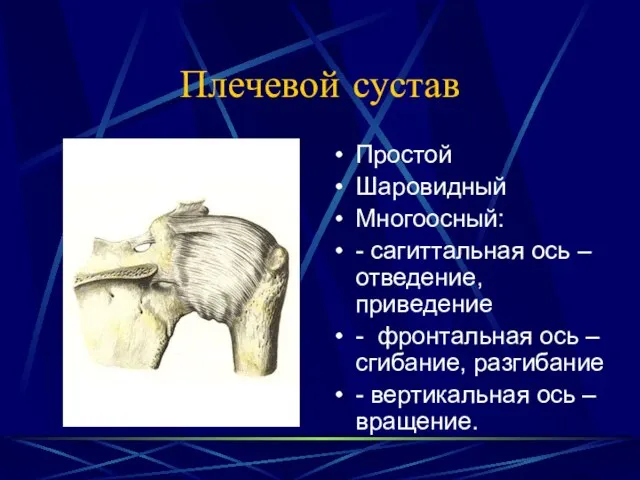 Плечевой сустав Простой Шаровидный Многоосный: - сагиттальная ось – отведение, приведение