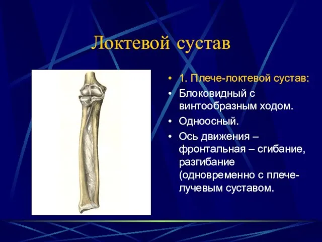 Локтевой сустав 1. Плече-локтевой сустав: Блоковидный с винтообразным ходом. Одноосный. Ось