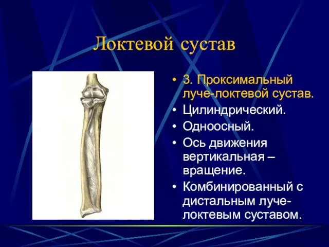 Локтевой сустав 3. Проксимальный луче-локтевой сустав. Цилиндрический. Одноосный. Ось движения вертикальная