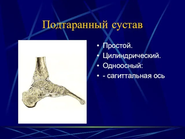 Подтаранный сустав Простой. Цилиндрический. Одноосный: - сагиттальная ось