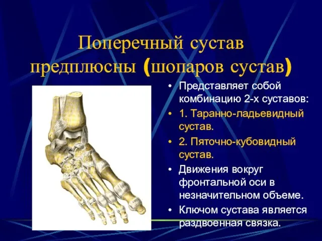 Поперечный сустав предплюсны (шопаров сустав) Представляет собой комбинацию 2-х суставов: 1.