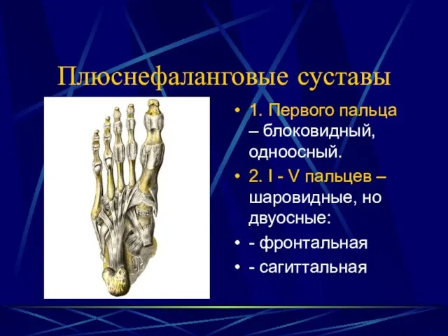 Плюснефаланговые суставы 1. Первого пальца – блоковидный, одноосный. 2. I -