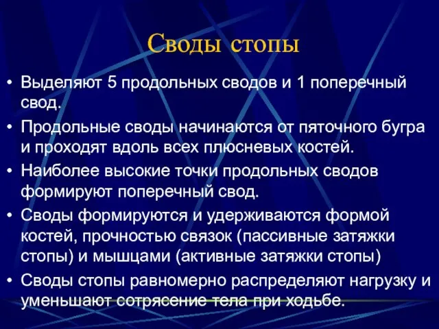 Своды стопы Выделяют 5 продольных сводов и 1 поперечный свод. Продольные