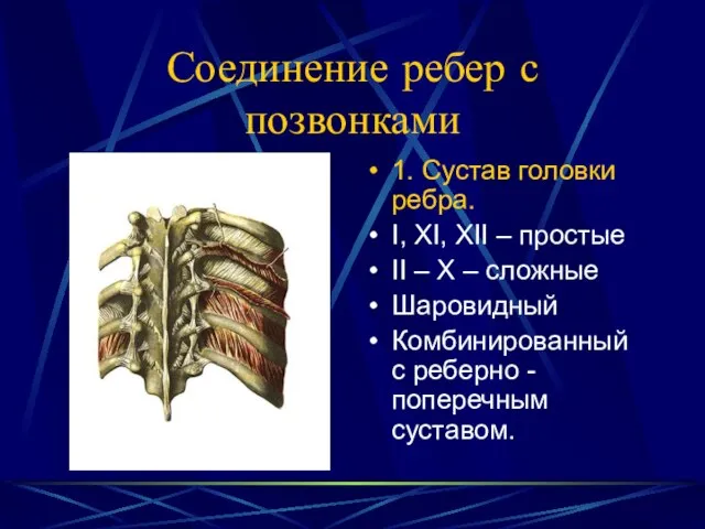 Соединение ребер с позвонками 1. Сустав головки ребра. I, XI, XII