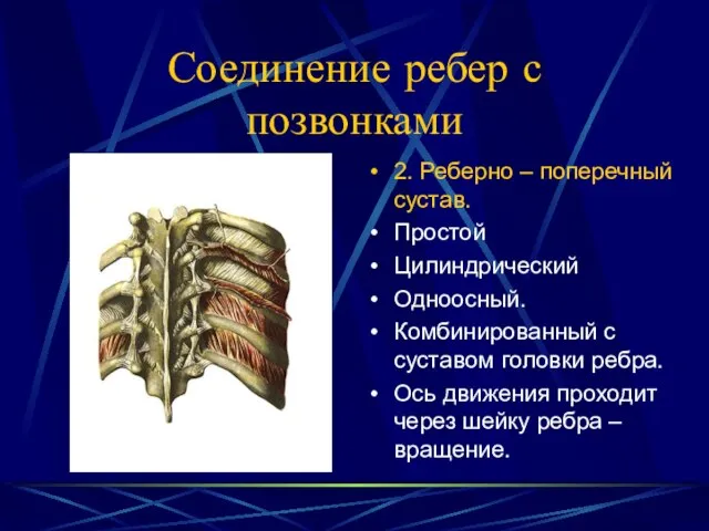 Соединение ребер с позвонками 2. Реберно – поперечный сустав. Простой Цилиндрический