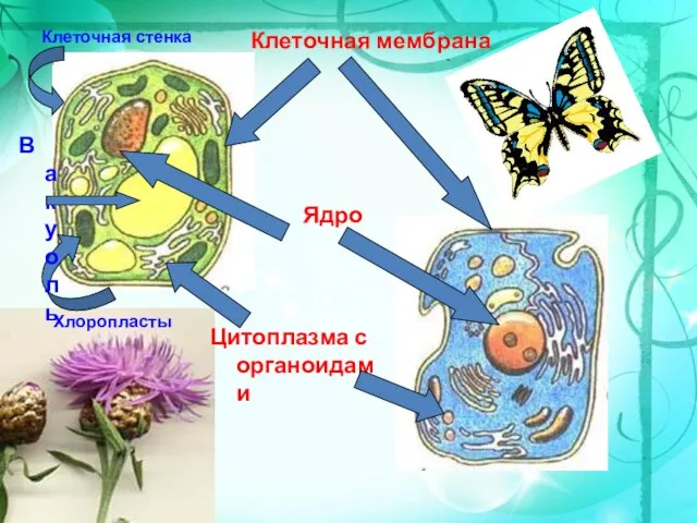 Клеточная мембрана Ядро Цитоплазма с органоидами Клеточная стенка Хлоропласты Вакуоль