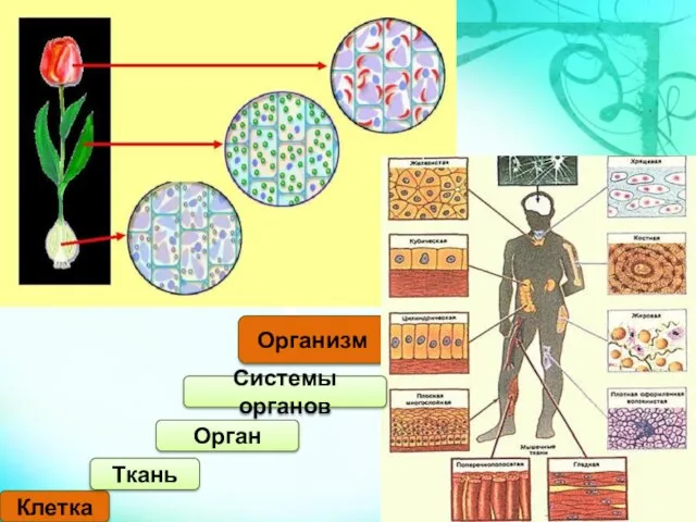 Клетка Ткань Организм Орган Системы органов