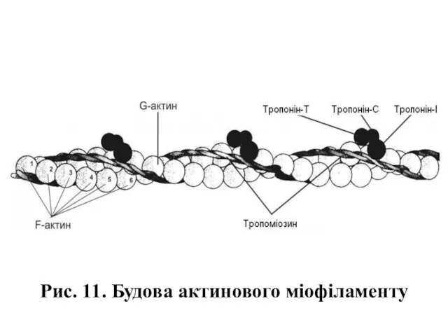 Рис. 11. Будова актинового міофіламенту